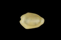 藏品(黃寶螺)的圖片